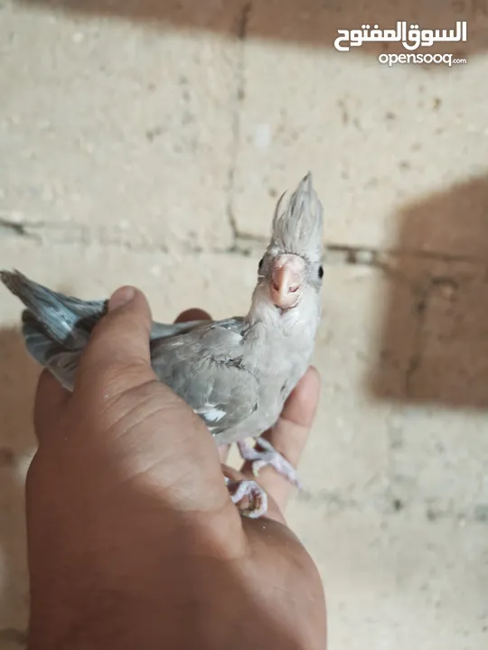 فراخ كوكتيل للزق اليدوي