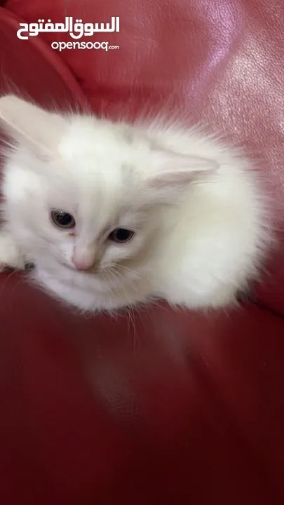 برتش مكس شيرازي