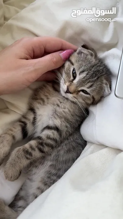 Super cute, playful scottish fold, 2 months old kitten