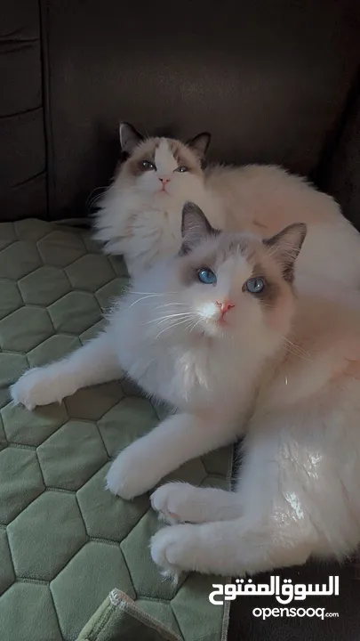 قطه انثى رغدول بيور دم صافي