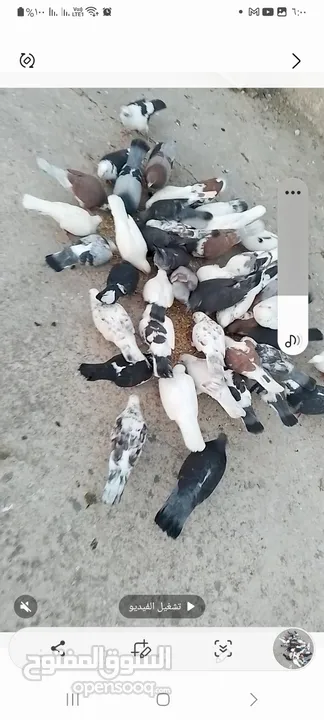حمام للبيع للبيع