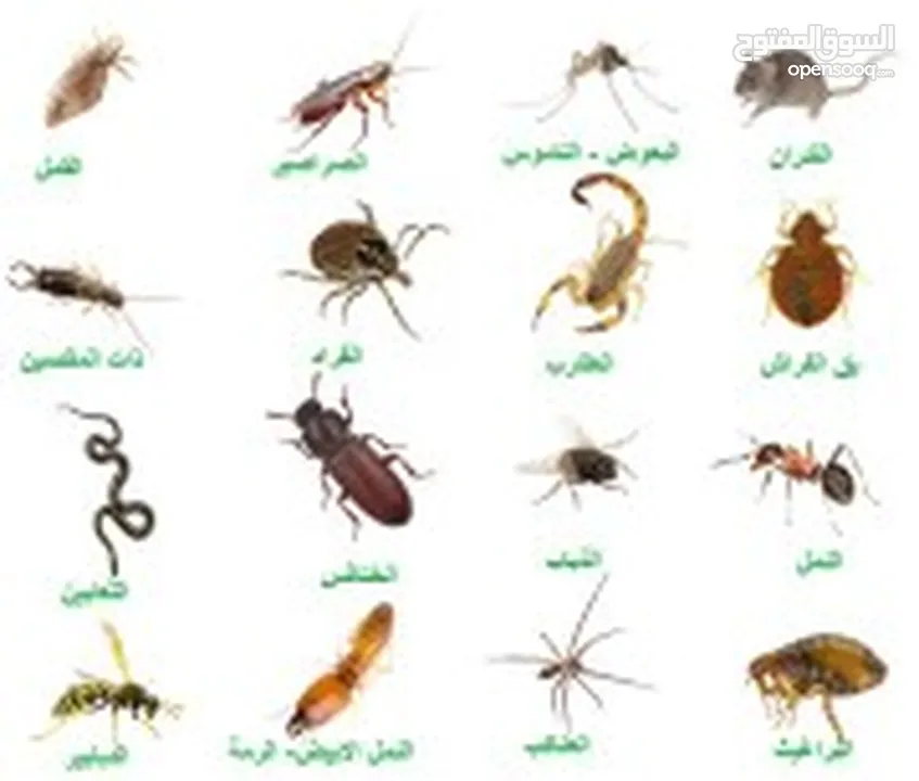 شركة مكافحة حشرات ورش مبيد للنمل الابيض والاسود والديدان والبق والفئران والصراصير والوزغ والناموس