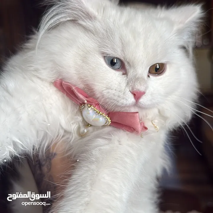 قطه نوع شيرازي مع اغراضها