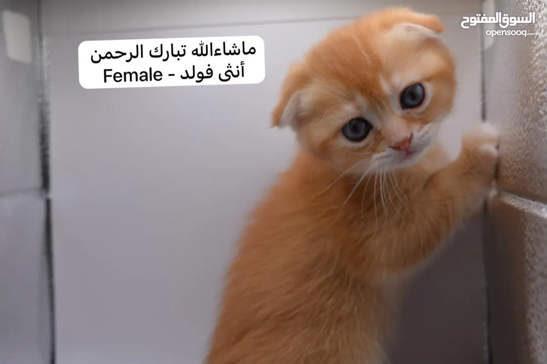سكوتش كيتن فولد وستريت الوان مميزه ليلك ومشمشي وغيرها 15 كيتن