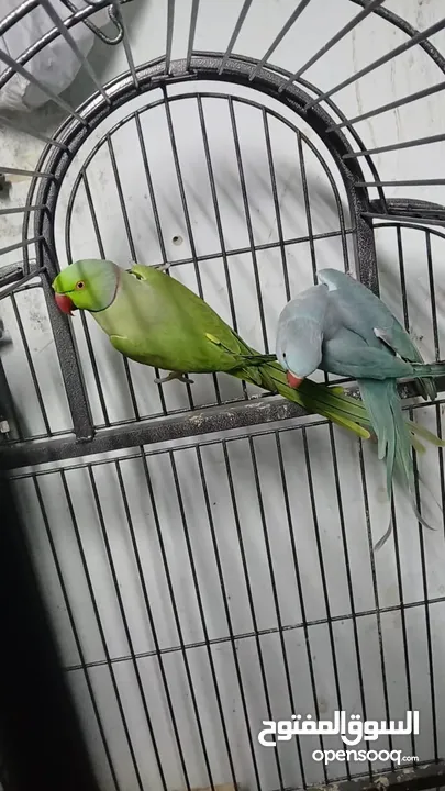 جوز دره طيرة زرقه متكلمه وموالفه وفحلها أخضر بداية كلام  او للبدل
