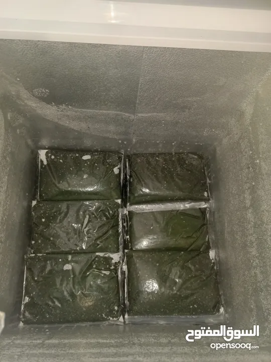 ملوخيه وورق عنب وفول وفاصوليا وسبانخ وخضار فروزن