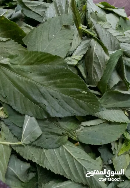 ملوخيه ورق وملوخيه ناشفه مفروكه وناعمه بدون عيدان مغسله ومنقبه وجاهزه لطبخ