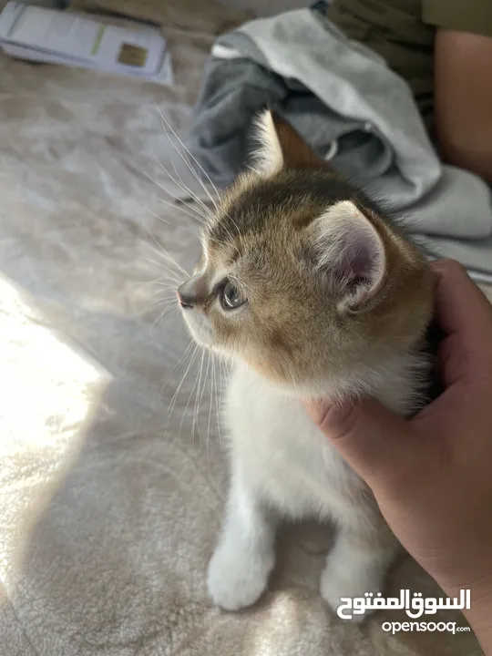 scottish fold for sale