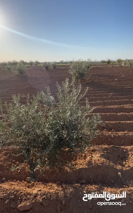 ارض في مادبا للبيع