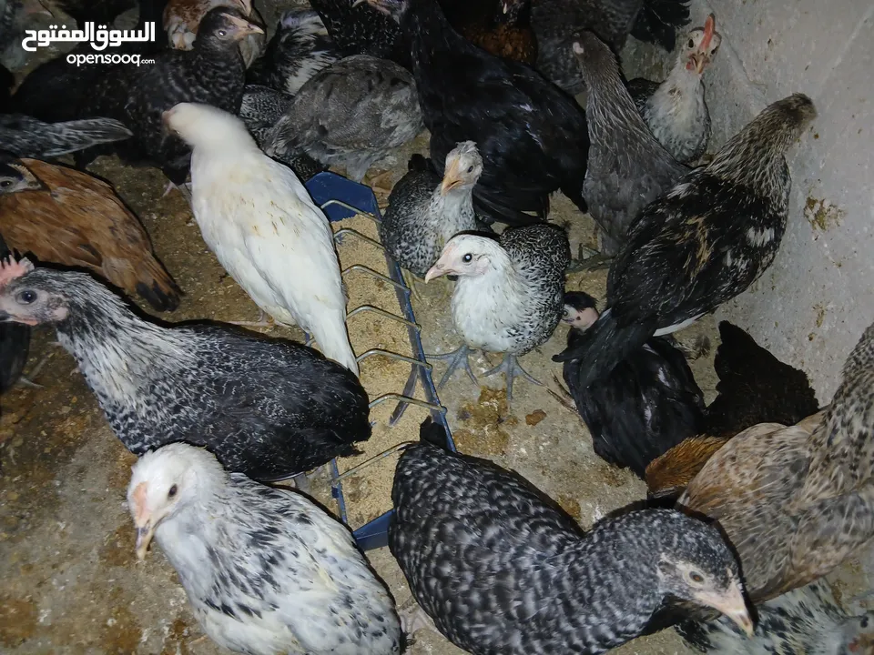 فرخات عمر 3 شهور وشهرين ونص