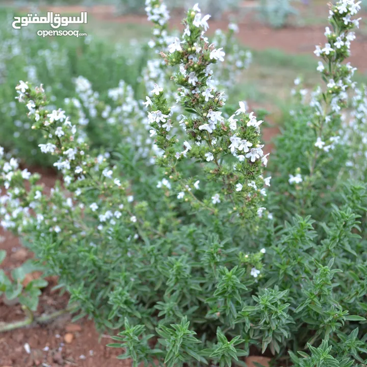 مطلوب بذور شجيرة الندغ أو كما تعرف في اليمن بالمجرى أو الصورب