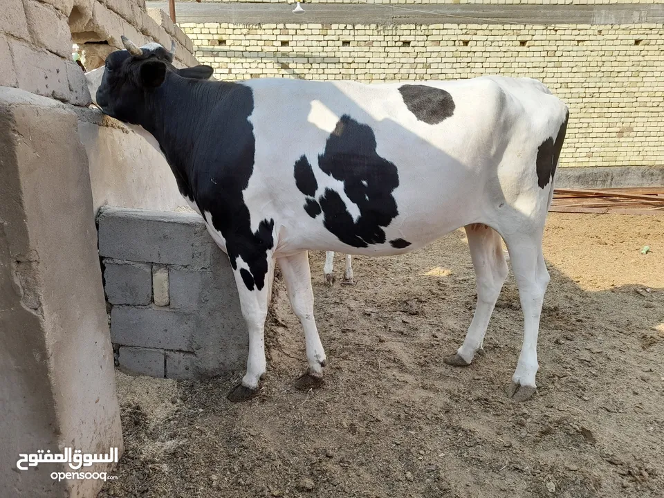 بجرة استرالية عليها سابع للبيع بمليونين وثمنمية