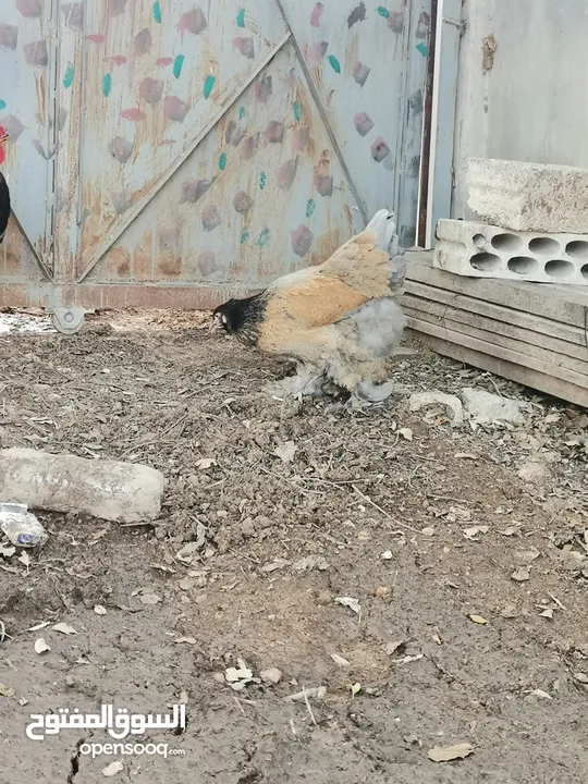 طقم براهمي