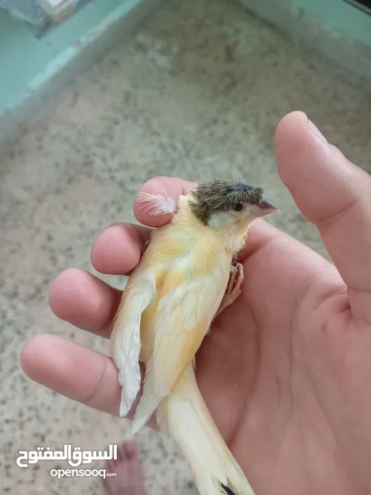 اقرى الوصف