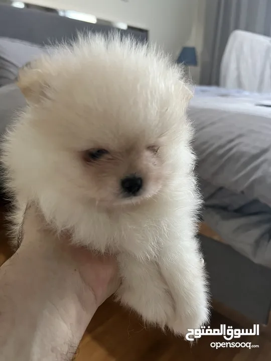 Pomeranian Male