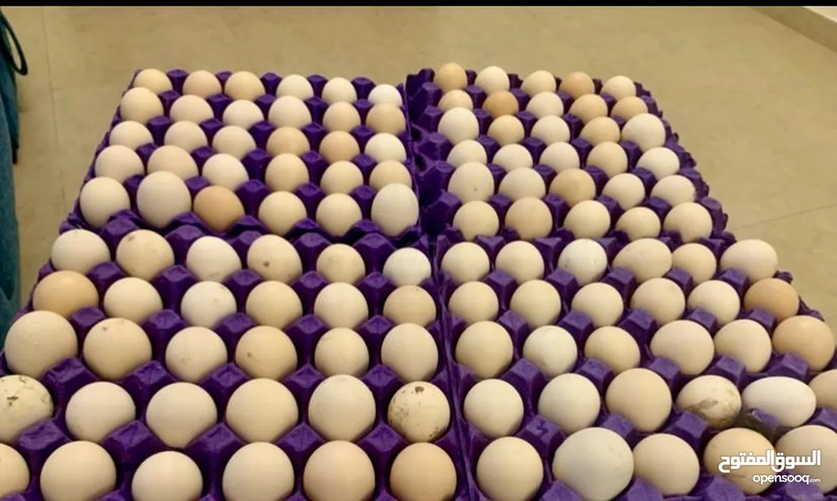 بيض بلدي بيتي طازج / organic daily fresh eggs