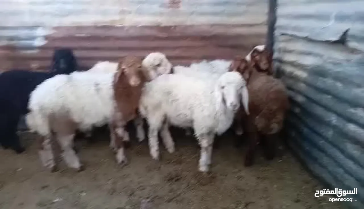 8 عبر عمر 3 الى 4 شهور  مسكرات لحم ما شاءلله  ماخذات جميع المطاعيم  بسعر حرق