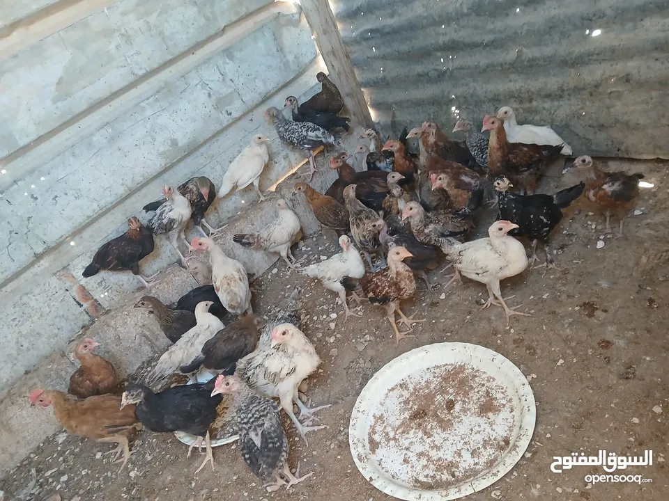 45 حبه بلديات فراخ ترقيد مش فقاسة وعلفهن شعير ونخاله حبات مقنوي صحه ونضافه صلاة النبي