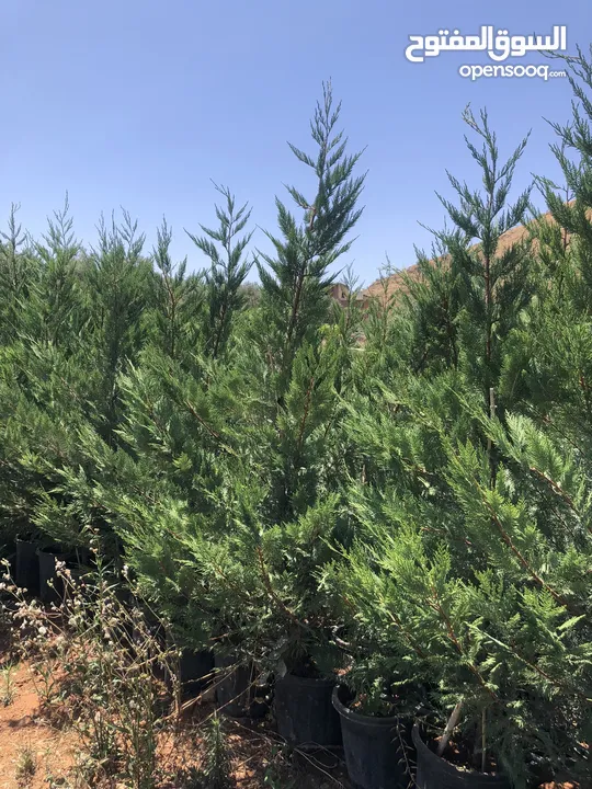 مشاتل الاندلس لانتاج وبيع جميع انواع الاشجار المثمره واشجار الزينه البلديه والمستوردة