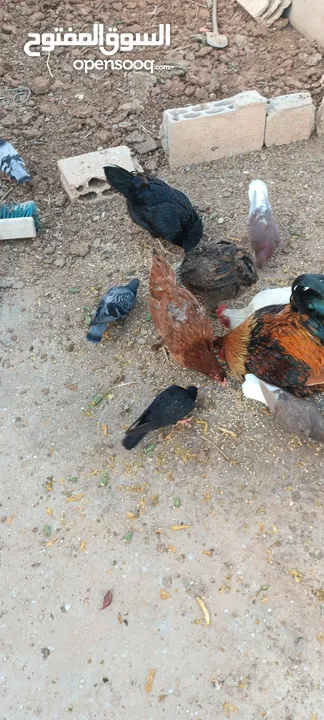 دجاج للبيع