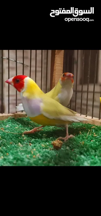 جوالدين فينش ريد هيد و يلو هيد