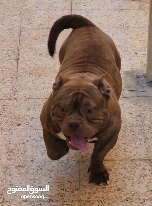 AMERICAN BULLY MALE