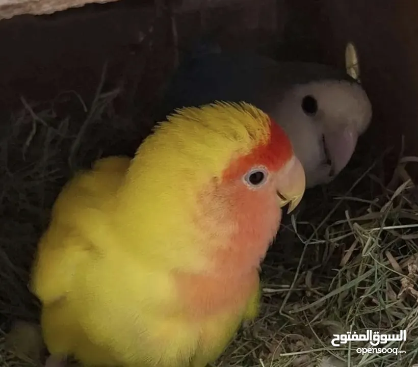 زوج روز منتج
