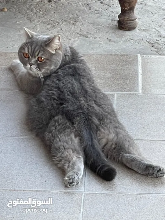 قط نوعه سكوتش فولد للبيع