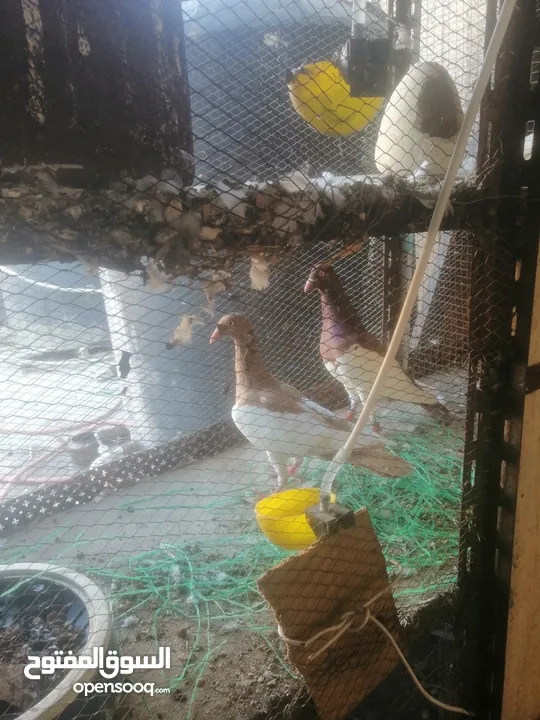 جوزين يهودي جوز اصفر وجوز احمر على صفره