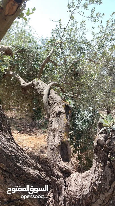 يوجد زيت زيتون بلدي نخب النخب للبيع مكفول سنه من تاريخ الشراء
