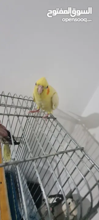 كوكتيل  واحد وايت فيس