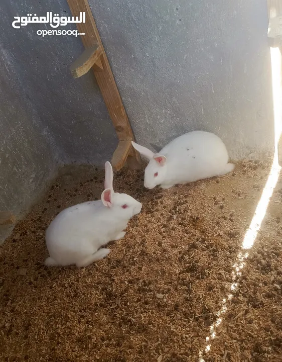 جوز ارانب فرنسي بزره صافيه بصحه ممتازه للبيع