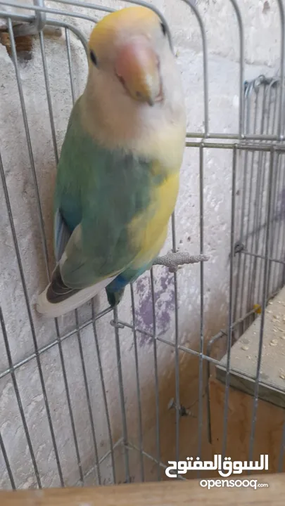 جوز روز منتج حجم و صحه و نظافه و ريش