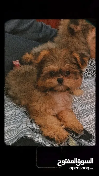 Zoey the Shihtzu puppy for rehoming