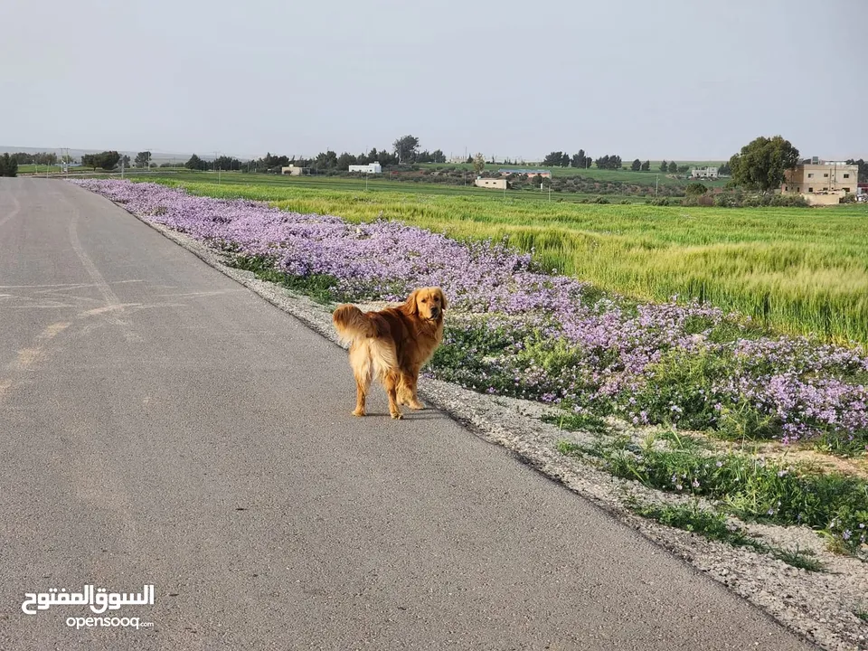 جوز Golden Retriever جولدن ريتريفر اصلي ذكر وأنثى لأعلى سعر