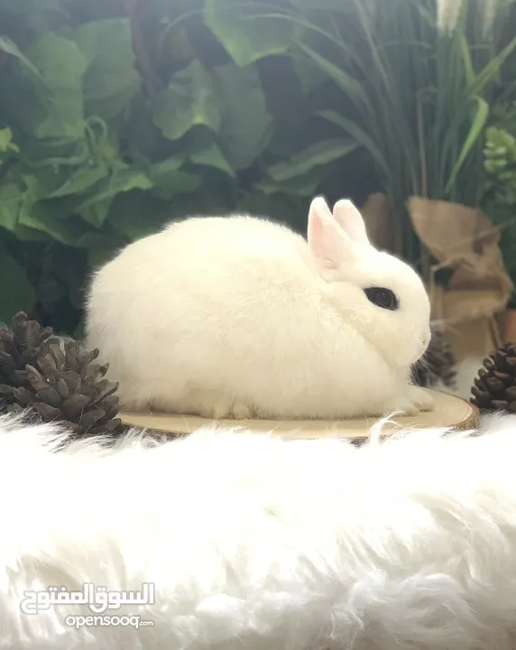 أرنب انقلش انقورا والقزم وهولاند لوب و هوتوت - English Angora ,Dwarf,Holland lop & Hotot