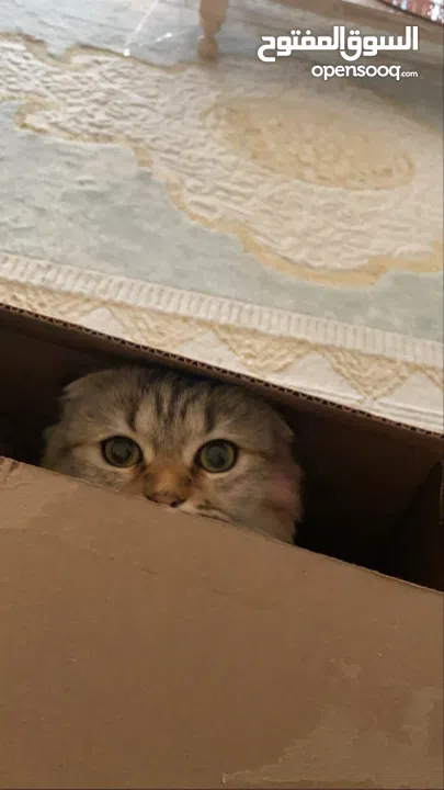 مطلوب ذكر للتزاوج فقط وليس للتبني. في منطقة الشامخة أو الرياض او الفلاح فقط