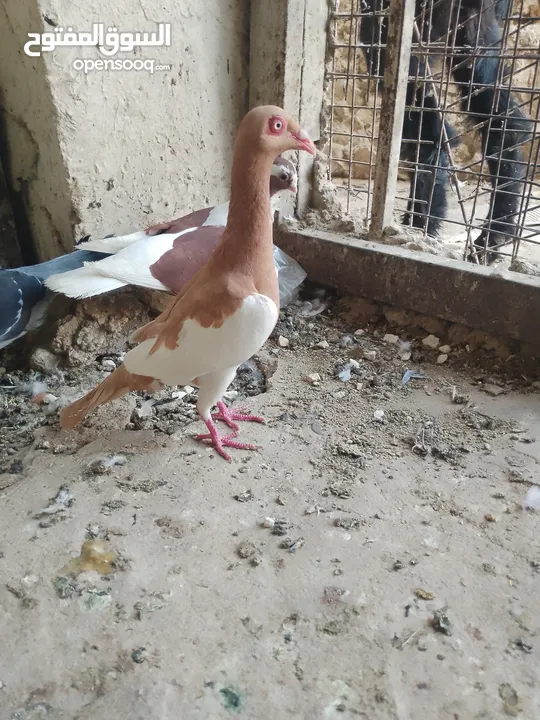 متاح جواز و حبات فلت موجودات طبربور سعرهن كويس