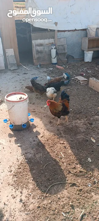 دجاج للبيع