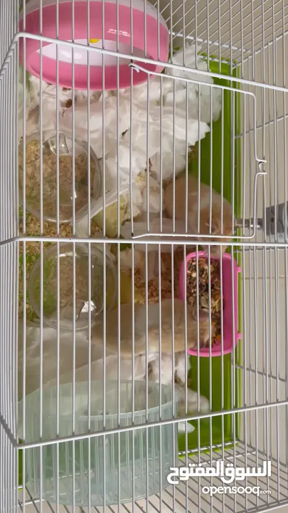 Two Syrian male hamsters without cage