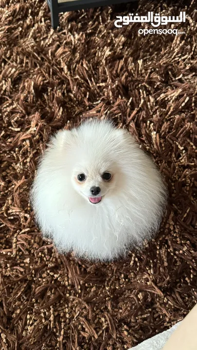 Pomeranian