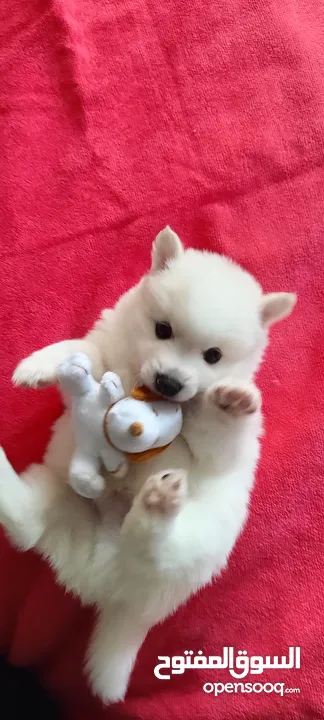 Japanese Spitz puppys