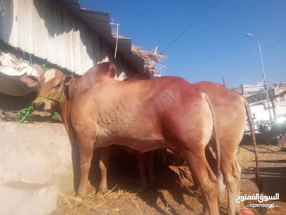 مزرعة ابن الجماعي التربيه الموشي توصل علا رقم