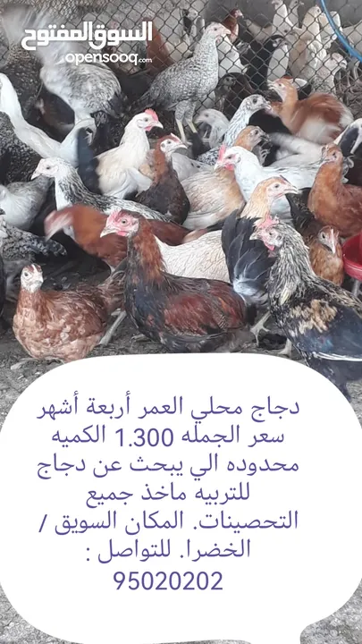 دواجن بياضه ومنتجه عمانيه فرنسيه بمختلف الاحجام والأعمار وغيرها من الطيور