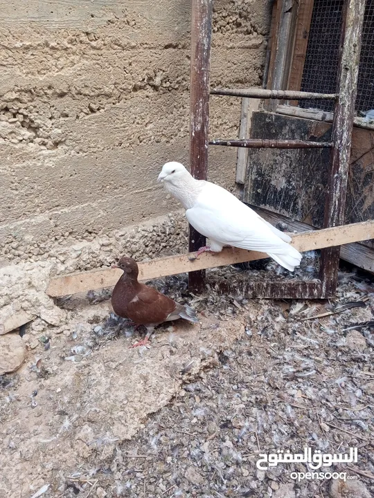 كوم حمام حوالي من 35 إلى 40 طير  للبيع