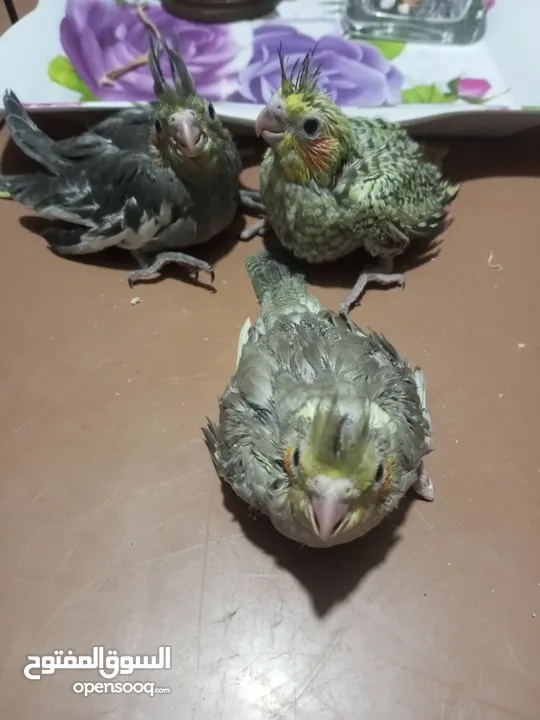 فراخ كوكتيل للزق اليدوي