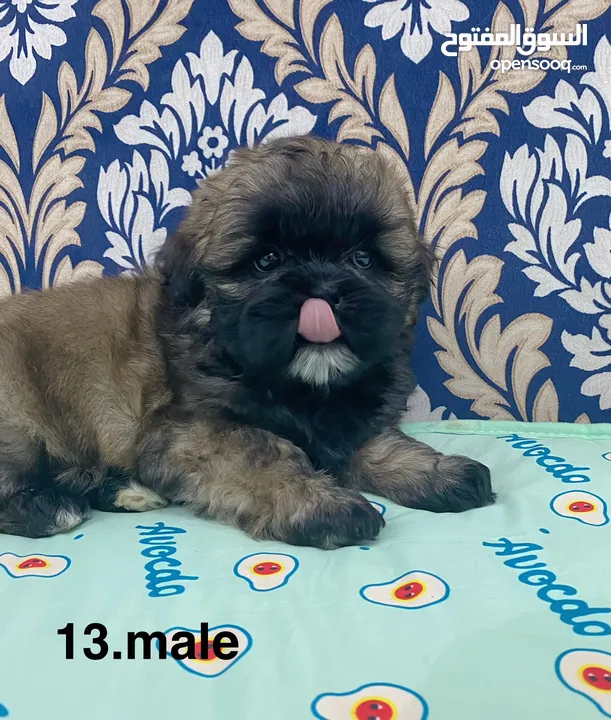 Puppy shihtzu