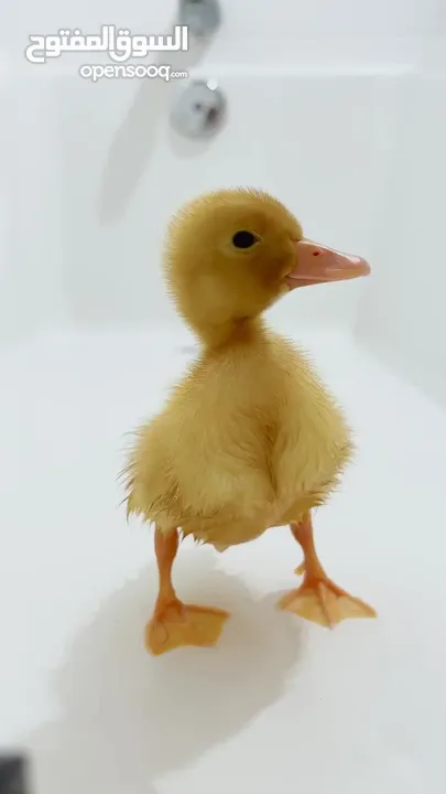 كتاكيت بط (( متجر الكتكوت الصغير ))