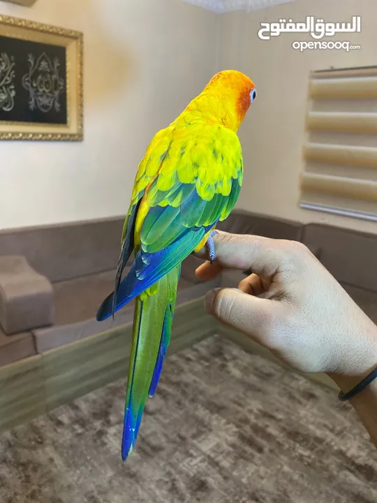 ببغاء صن كنيور عباره عن لعبه  تفاصيل عبر الرقم