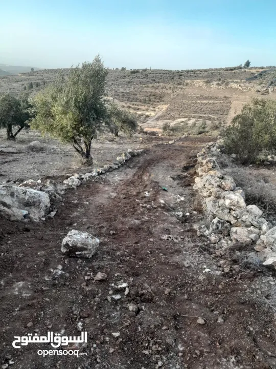 ارضـ مزروعـة زيـتـونـ للـبـيـعـ فيـ صـوريـفـ